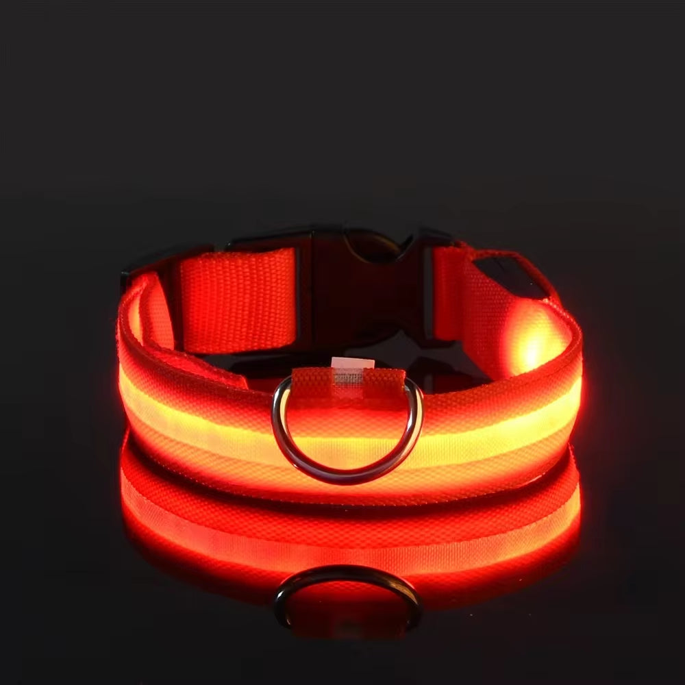 Collare luminoso